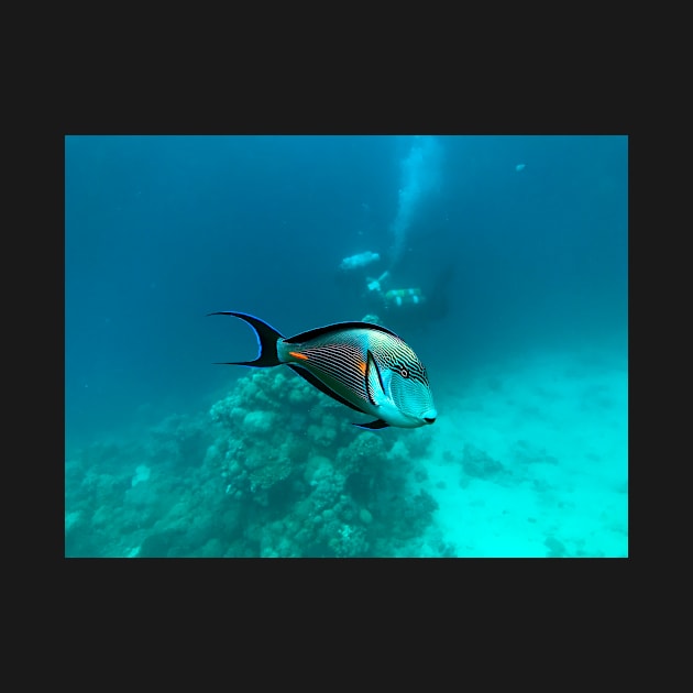 surgeonfish in the reef by likbatonboot