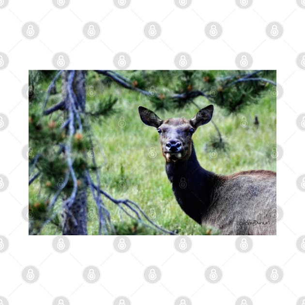 Elk in Rocky Mountain National Park by Leslie Pino Durant