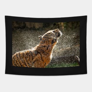 Ooh that feels good - Sumatran Tiger shaking off after a swim Tapestry