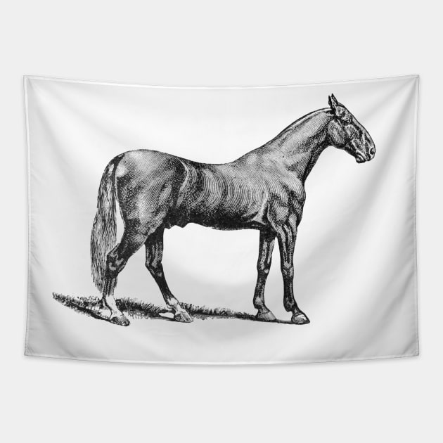 Horse Black and White Illustration Tapestry by Biophilia