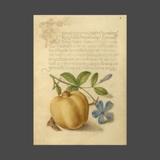 Illuminated manuscript: Periwinkle, Apple, and Lizard, from "Mira calligraphiae monumenta", 1500s, cleaned and restored T-Shirt