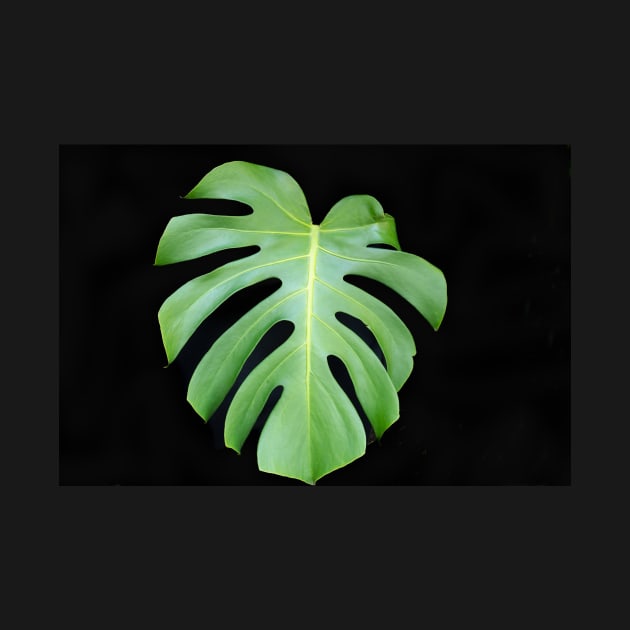 Bright green monstera leaf on black background closeup by brians101
