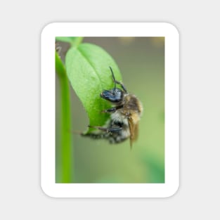 Bee on a leaf Magnet