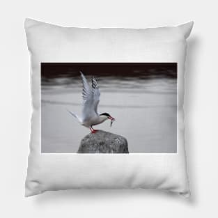 Common Tern Pillow