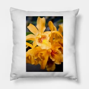 Yellow Orchid Flower Flowering Plant Pillow