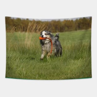 australian shepherd blue merle running with toy Tapestry