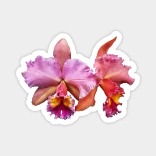 Cattleya Orchid George King Serendipity Magnet