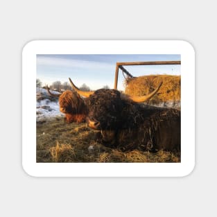 Scottish Highland Cattle Cow and Bull 2223 Magnet