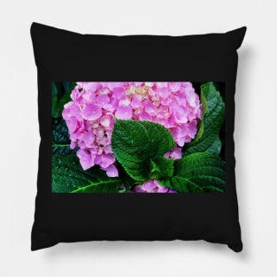 Hydrangea Pillow