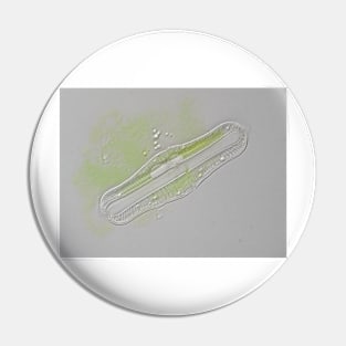 Freshwater diatom, Rhopalodia sp. Pin