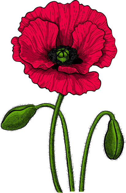 Red poppy drawing Kids T-Shirt by katerinamk