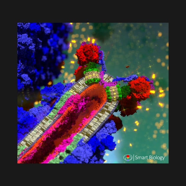 ATP Synthase by Smart Biology