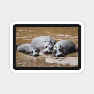 Hippos in The Mara Magnet