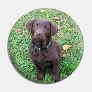 Labrador Retriever Chocolate Puppy Sitting Pin