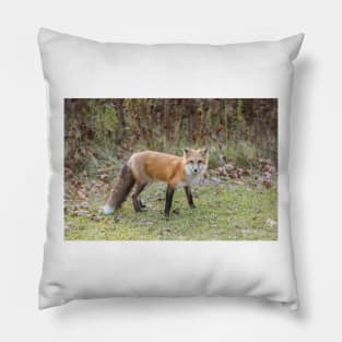 A lone Red Fox Pillow