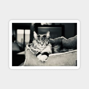 Cat main coon black and white / Swiss Artwork Photography Magnet