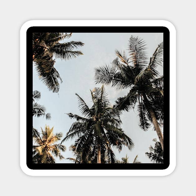 Low-angle Photography Of Coconut Trees Magnet by BK55