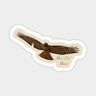 Red Tail Hawk Magnet