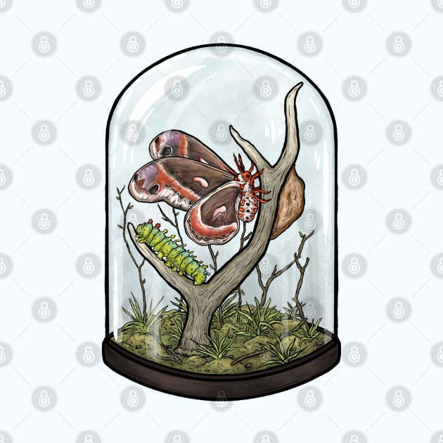 Cecropia Moth Terrarium by Jewelia