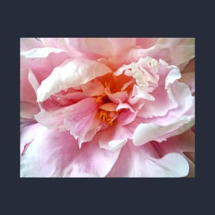 Closeup of Pale Pink Peonies T-Shirt