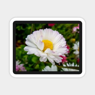 White Daisy Flower Magnet