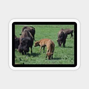 Bison Magnet