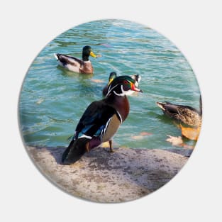 Angry Wood Duck Standing Next To A Pond With a Mallard Duck Flock Pin