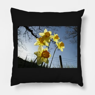 Sunrising behind the daffodils Pillow