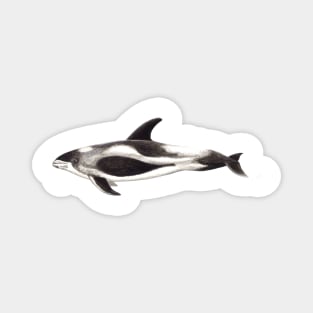 White-beaked dolphin Lagenorhynchus albirostris Magnet