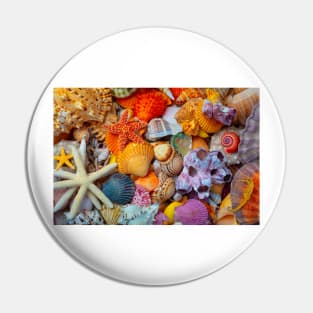 Sea Treasures Of Beautiful Shells Pin