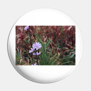 Chicory Flower Pin