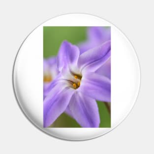 Ipheion uniflorum  &#39;Froyle Mill&#39;   AGM  Spring starflower Pin