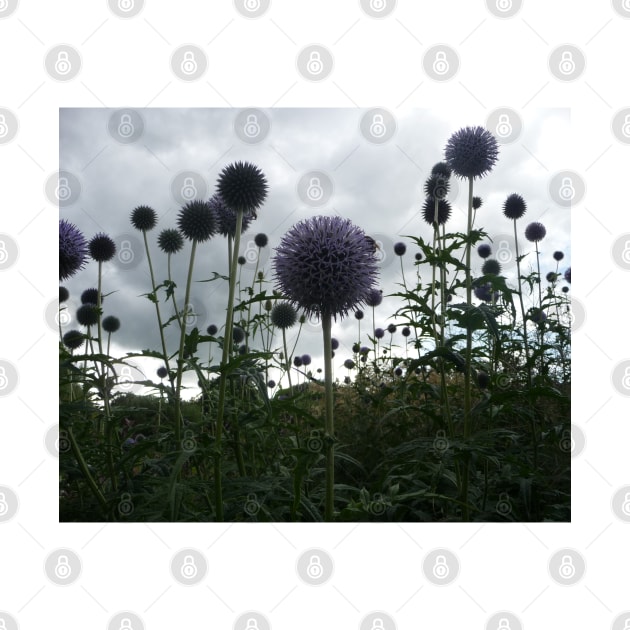 Globe Thistles by HFGJewels