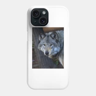 Timber wolf closeup Phone Case