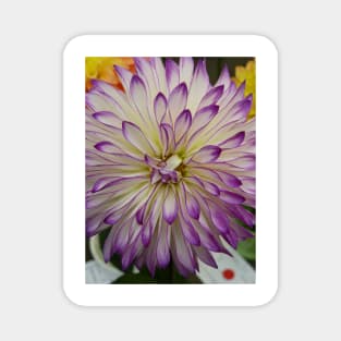 Dahlia #21 Magnet