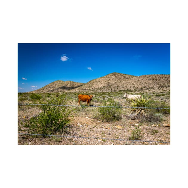 Criollo Cattle on the Open Range by Gestalt Imagery