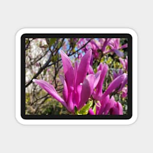 gift for birthday  happy birthday beautiful magnolia flower Magnet