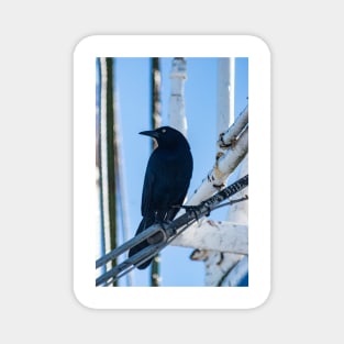 male boat-tailed grackle Magnet