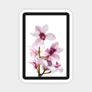 White and pink orchids Magnet