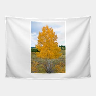 Colorado Aspens Study 32 Tapestry