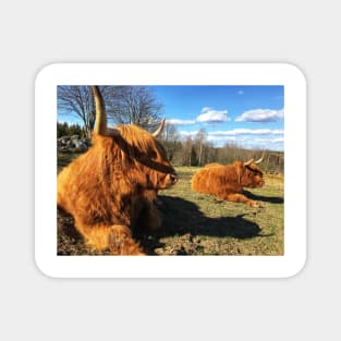 Scottish Highland Cattle Cow 2379 Magnet