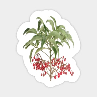 Spice Berry Ardisia Evergreen Shrub Vector Magnet