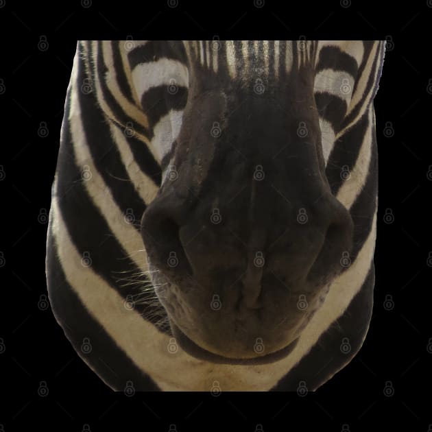 Zebra Mouth by ellenhenryart