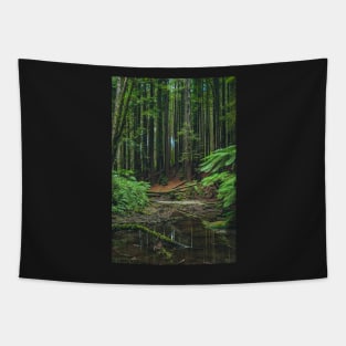 Otways Redwood Forest Tapestry