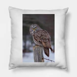 Piss Off! - Great Grey Owl Pillow