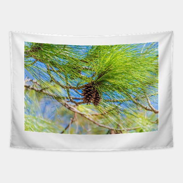 Pine cones on a tree Tapestry by Russell102
