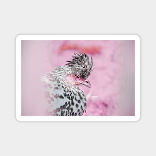 Rooster pinky / Swiss Artwork Photography Magnet