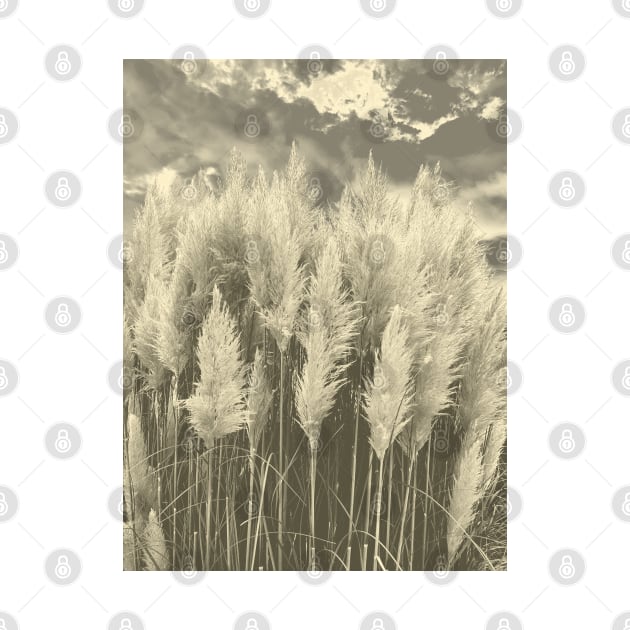 White Pampas Grass with dramatic sky above, nature sepia color photography by KINKDesign