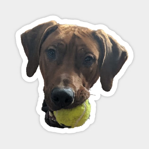 Rhodesian Ridgeback at Play Magnet by ArtistsQuest