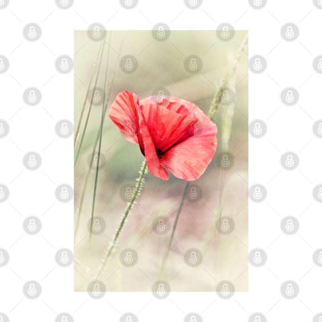 Wild Poppy by InspiraImage